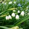snowdrop55