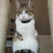 猫空MAOKON
