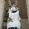 猫空MAOKON