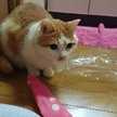 まなぴょこ