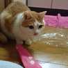 まなぴょこ