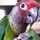 lovebird♡