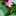 冷凍ぷっちんぷりん 冷凍ぷっちんぷりん