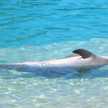 dolphinluv