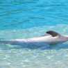 dolphinluv