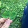 ＊FloWer＊yu