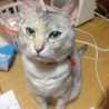 モコにゃんこ