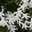jasmin-a