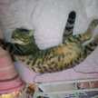 にゃんこ先生ラッツ