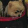 sanghee