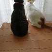 田舎のねこキッチン