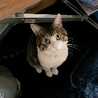 ねこぱんち☆れんだ