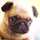 Pugまこちゃん