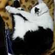 白黒綿あめ