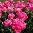 ユッチー花