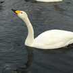 Swan chan