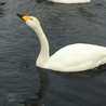 Swan chan
