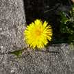 youspring