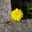 youspring