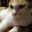 Erika_cat