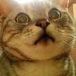 うちの猫