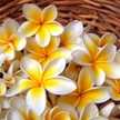 Plumeria❇︎