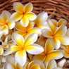 Plumeria❇︎