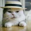balle