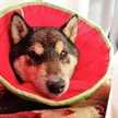 愛犬同好会