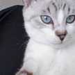ecaille