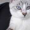 ecaille