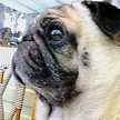 PUGｓ