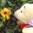 きょろまく