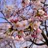 河津桜