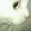 ⅲまこりんⅲ