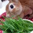 キョリス♪