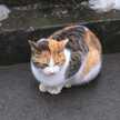 cynicat