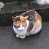 cynicat cynicat