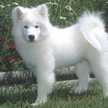 samoyedo