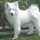 samoyedo samoyedo