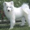 samoyedo