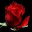 Rosa〜Rossa