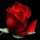 Rosa〜Rossa Rosa〜Rossa