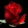 Rosa〜Rossa