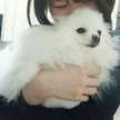 ゆでたまごです