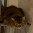 3cat