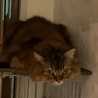 3cat