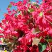 korojasmin