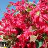 korojasmin