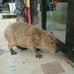 クックQABBRN☆